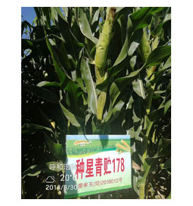 冰球突破游戏网站青贮178