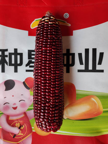 冰球突破游戏网站紫甜玉米289.jpg